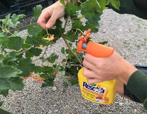 Aphids being sprayed